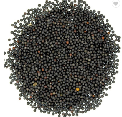 Grade 1 Non-GMO Canola Seeds available